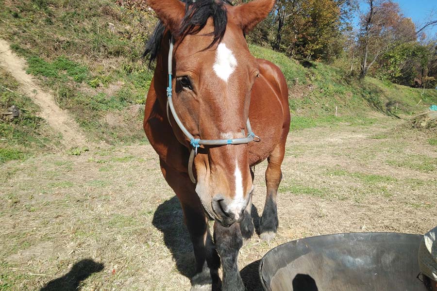 自然を感じる、てくてく里山さんぽ